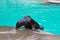 Sea lion in a pool