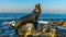 Sea lion posing, La Jolla Beach, San Diego, California. USA.