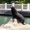 Sea lion posing, Puerto Aventuras, Mexico