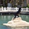 Sea lion posing, Puerto Aventuras, Mexico