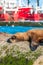 Sea Lion in Puerto Deseado, Patagonia, Argentina