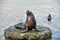 Sea lion in Puerto Montt, Chile