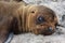 Sea Lion Pup