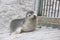 Sea Lion Pup at Kangaroo Island