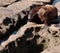 A sea lion pup laying on the rocks in the sun