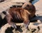 A sea lion pup laying on the rocks in the sun