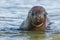 Sea Lion pup potrait,