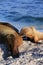 Sea lion pup suckling from mother on beach