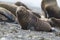 Sea lion puppy, on beach  breeding colony,