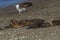 Sea lion puppy, on beach breeding colony