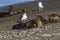 Sea lion puppy, on beach breeding colony