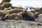 Sea lion puppy, on beach  breeding colony,Peninsula Valdes,