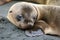 Sea Lion Puppy, Galapagos