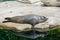 Sea Lion Pups