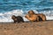 Sea Lion pups walking on a beach,