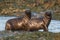 Sea Lion pups walking on a beach