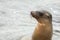 Sea lion reaching its head above the water surface.