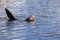 Sea lion resting with its head and a foreflipper out of the water; Moss Landing harbor, Monterey bay, California