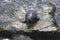 Sea Lion resting on a rocky cliff in front of the waves at La Jo