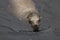 Sea Lion Rising from Ocean in Monterey California Close Up