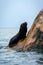 Sea lion on rock