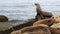 Sea lion on the rock in La Jolla. Wild eared seal resting near pacific ocean on stone. Funny wildlife animal lazing on the beach.