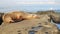 Sea lion on the rock in La Jolla. Wild eared seal resting near pacific ocean on stone. Funny wildlife animal lazing on the beach.