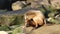 Sea lion on the rock in La Jolla. Wild eared seal resting near pacific ocean on stone. Funny wildlife animal lazing on the beach.