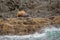 Sea lion on a rock in Tofino, Vancouver island, British Columbia Canada