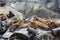 The sea lion rookery. Islands in the Pacific ocean near the coast of Kamchatka.