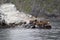 The sea lion rookery. Islands in the Pacific ocean near the coast of Kamchatka.