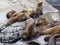 The sea lion rookery. Islands in the Pacific ocean near the coast of Kamchatka.