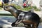 Sea Lion at Schonbrunner Zoo