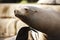 Sea Lion Scratching