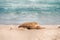 Sea lion, Seal Bay Conservation Park, Kangaroo Island, SA, Australia