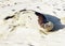 Sea Lion seal on the beach in GalÃ¡pagos.