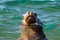 Sea lion seal close up portrait look at you