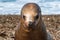 Sea lion seal close up portrait look at you