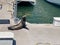 Sea Lion Seal Harbor Seal on the Dock in a Boat Marina