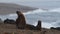 Sea lion seal in Patagonia beach