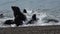 Sea lion seal in Patagonia beach