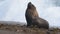 Sea lion seal in Patagonia beach