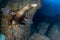 Sea lion seal underwater while diving cortez sea