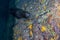 Sea lion seal underwater while diving cortez sea