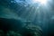 Sea lion seal underwater while diving cortez sea