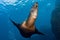 Sea lion seal underwater while diving galapagos