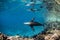 Sea lion seal underwater while diving galapagos