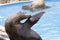 sea lion in a show with animals in the nature park of Cabarceno, Cantabria, Spain