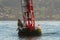 Sea Lion Sits on Bouy