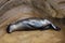 A sea lion sleeping on the rock